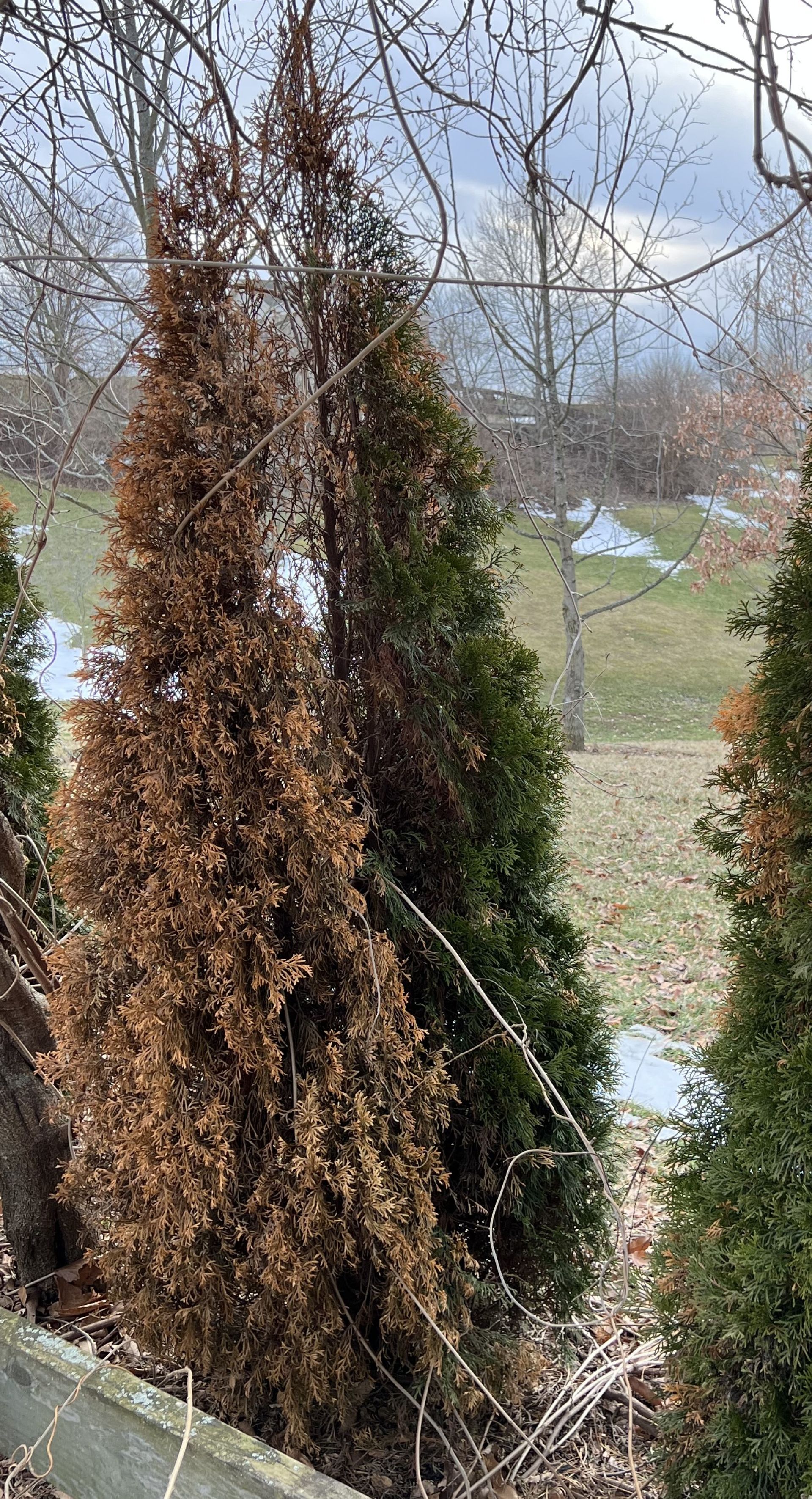Arborvitae with symptoms of drought stress.
